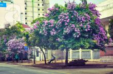 Ngắm bằng lăng tím rợp trời Hà Nội mùa hè